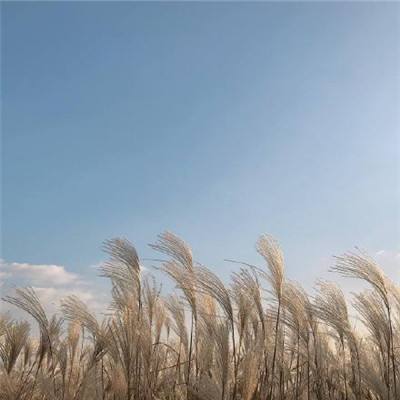 仙灵萌主游戏正版下载